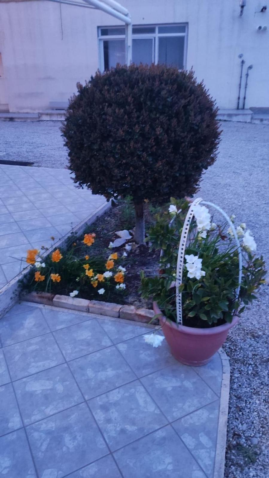 B&B I Tre Ulivi Morro dʼOro Zewnętrze zdjęcie