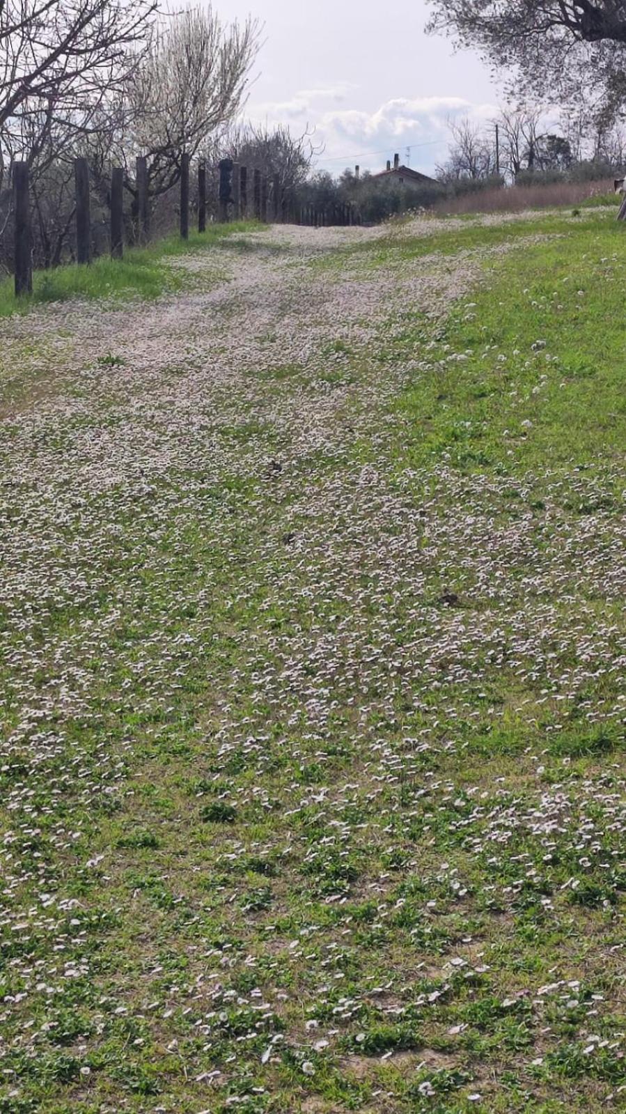 B&B I Tre Ulivi Morro dʼOro Zewnętrze zdjęcie